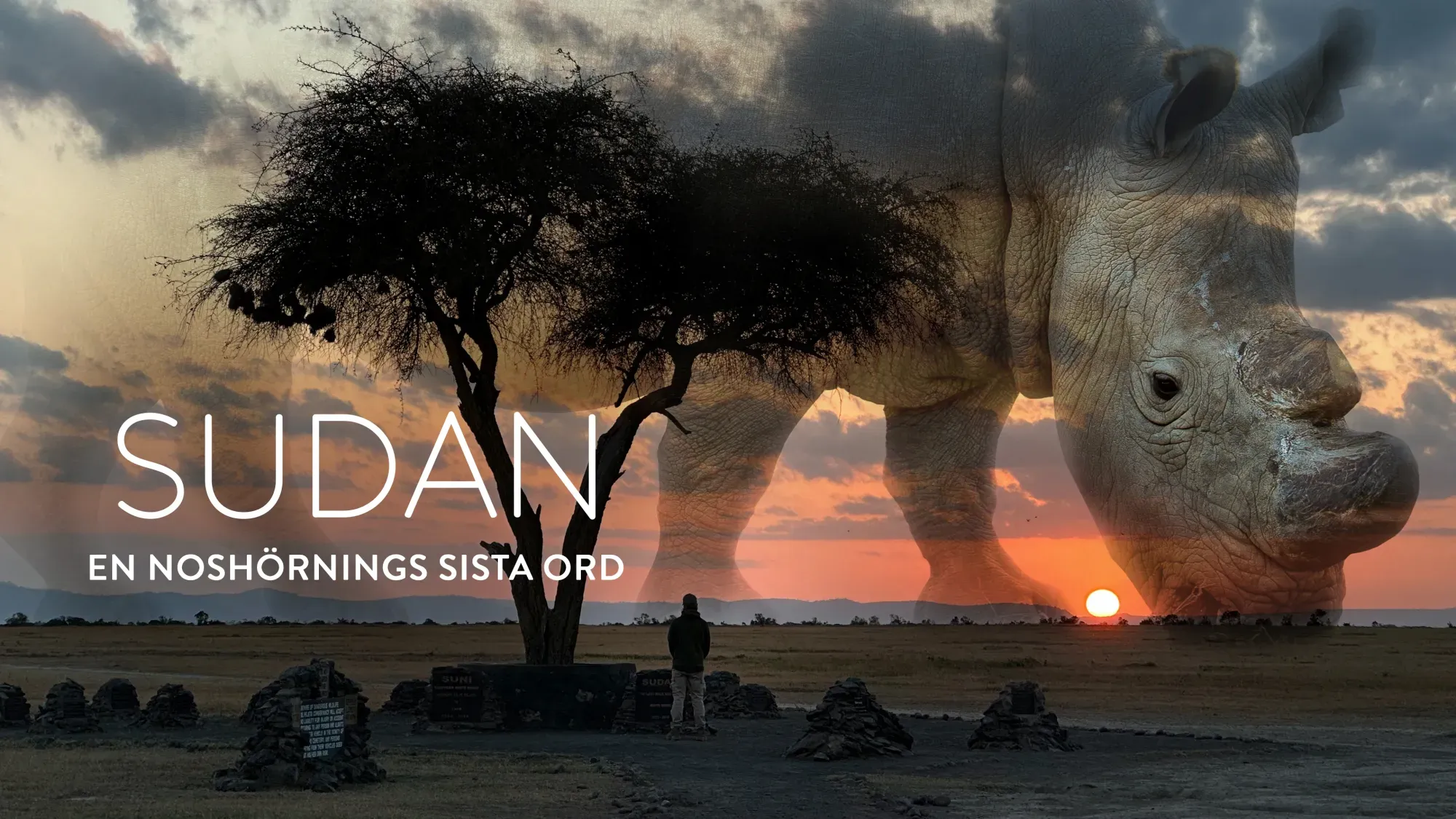 SVT Dokumentärfilm: Sudan – en noshörnings sista ord